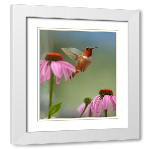 Rufous Hummingbird at Purple Coneflowers White Modern Wood Framed Art Print with Double Matting by Fitzharris, Tim