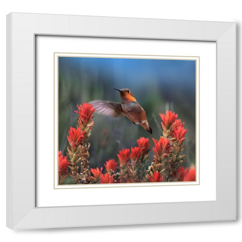 Rufous Hummingbird at Indian Paintbrushes White Modern Wood Framed Art Print with Double Matting by Fitzharris, Tim