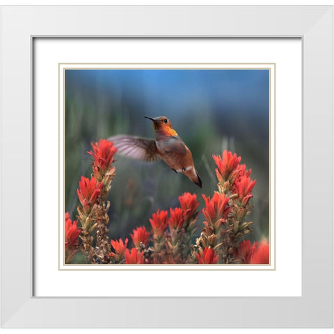 Rufous Hummingbird at Indian Paintbrushes White Modern Wood Framed Art Print with Double Matting by Fitzharris, Tim