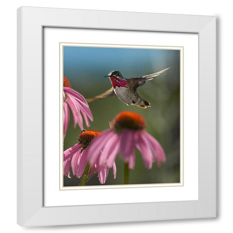 Calliope Hummingbird at Purple Coneflowers White Modern Wood Framed Art Print with Double Matting by Fitzharris, Tim