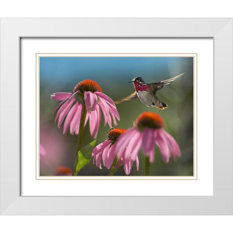 Calliope Hummingbird at Purple Coneflowers White Modern Wood Framed Art Print with Double Matting by Fitzharris, Tim