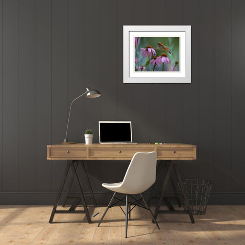 Rufous Hummingbird among Purple Coneflowers White Modern Wood Framed Art Print with Double Matting by Fitzharris, Tim