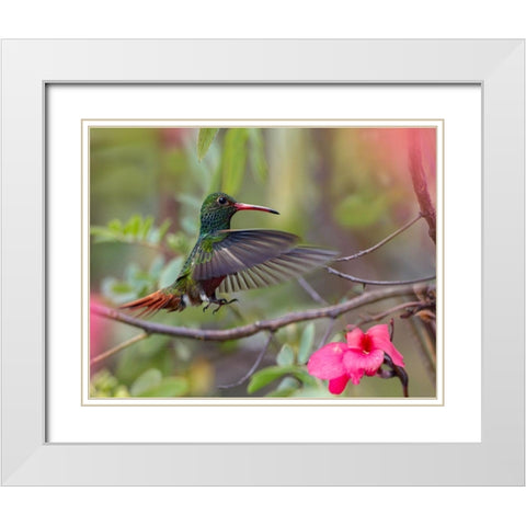 Hovering Male Rufous Tailed Hummingbird White Modern Wood Framed Art Print with Double Matting by Fitzharris, Tim