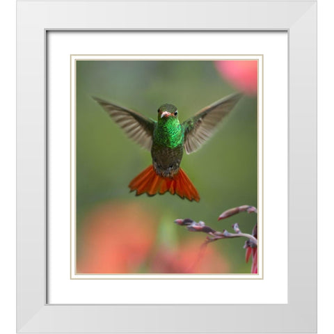 Rufous Tailed Hummingbird White Modern Wood Framed Art Print with Double Matting by Fitzharris, Tim