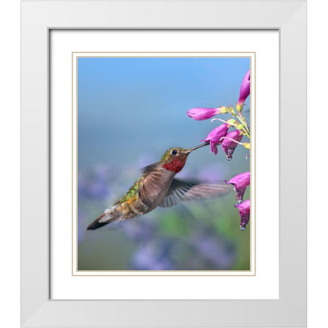 Broad Tailed Hummingbird White Modern Wood Framed Art Print with Double Matting by Fitzharris, Tim