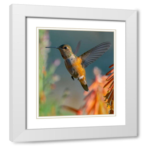 Broad Tailed Hummingbird White Modern Wood Framed Art Print with Double Matting by Fitzharris, Tim