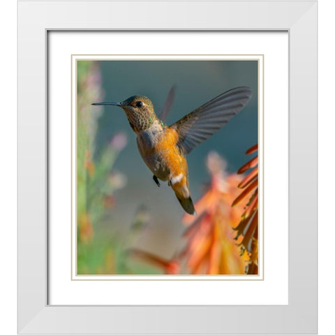 Broad Tailed Hummingbird White Modern Wood Framed Art Print with Double Matting by Fitzharris, Tim