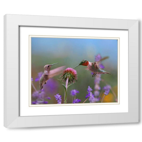 Ruby Throated Hummingbird at Bull Thistle White Modern Wood Framed Art Print with Double Matting by Fitzharris, Tim