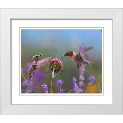 Ruby Throated Hummingbird at Bull Thistle White Modern Wood Framed Art Print with Double Matting by Fitzharris, Tim