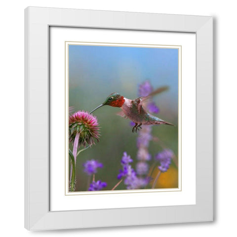 Ruby Throated Hummingbirds White Modern Wood Framed Art Print with Double Matting by Fitzharris, Tim