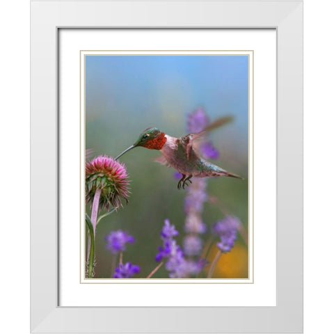 Ruby Throated Hummingbirds White Modern Wood Framed Art Print with Double Matting by Fitzharris, Tim