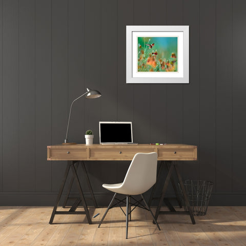 Ruby Throated Hummingbird among Mexican Hat Wildflowers White Modern Wood Framed Art Print with Double Matting by Fitzharris, Tim