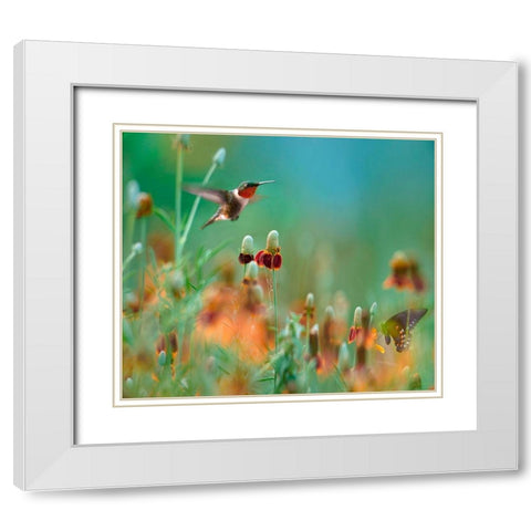 Ruby Throated Hummingbird among Mexican Hat Wildflowers White Modern Wood Framed Art Print with Double Matting by Fitzharris, Tim