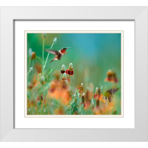 Ruby Throated Hummingbird among Mexican Hat Wildflowers White Modern Wood Framed Art Print with Double Matting by Fitzharris, Tim