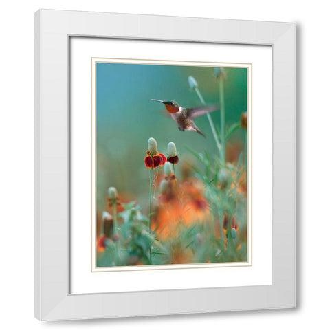 Ruby Throated in Mexican Hat Wildflowers White Modern Wood Framed Art Print with Double Matting by Fitzharris, Tim