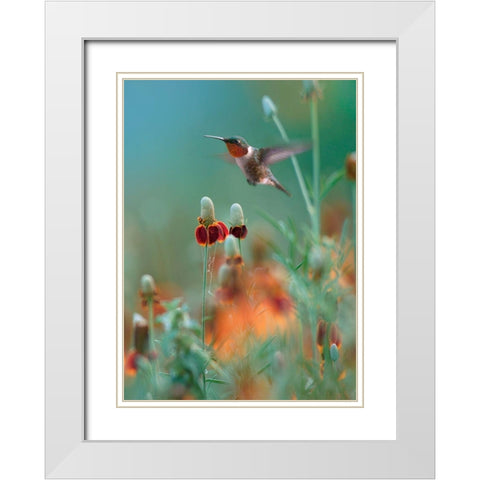 Ruby Throated in Mexican Hat Wildflowers White Modern Wood Framed Art Print with Double Matting by Fitzharris, Tim