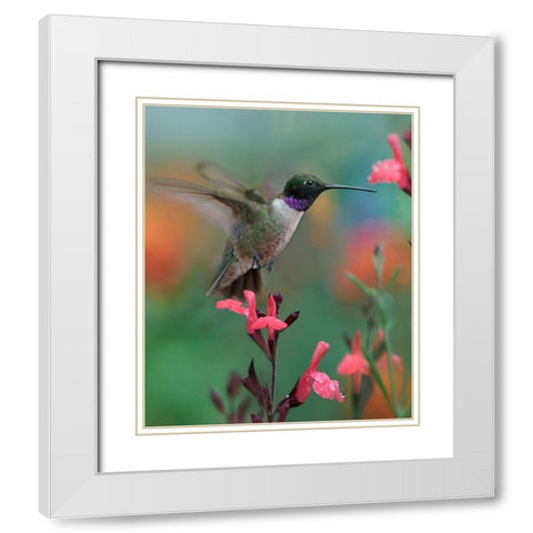 Black Chinned Hummingbird White Modern Wood Framed Art Print with Double Matting by Fitzharris, Tim