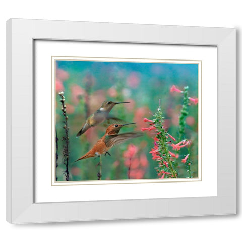 Rufous Hummingbird and Broad Tailed Hummingbird White Modern Wood Framed Art Print with Double Matting by Fitzharris, Tim