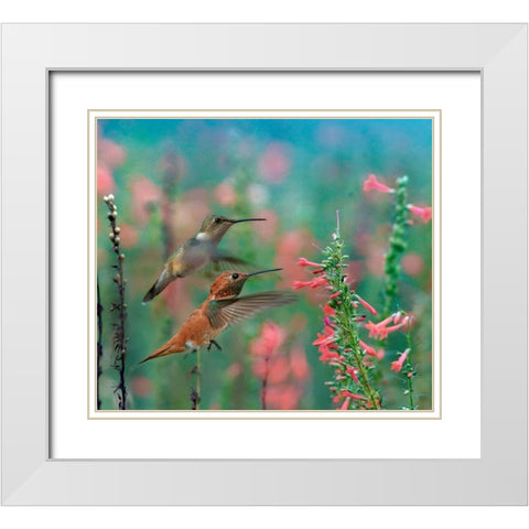 Rufous Hummingbird and Broad Tailed Hummingbird White Modern Wood Framed Art Print with Double Matting by Fitzharris, Tim