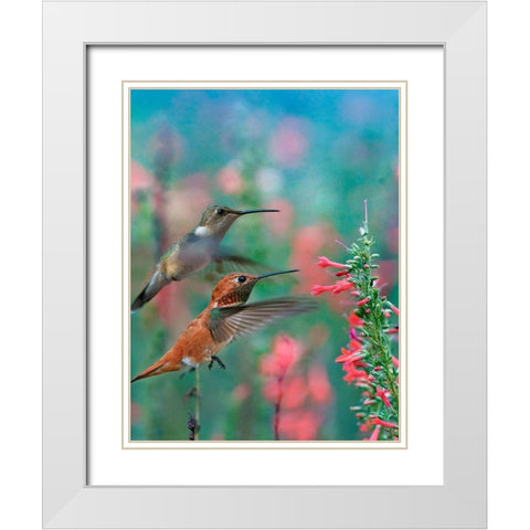 Rufous Hummingbird and Broad Tailed Hummingbirds at Penstemon White Modern Wood Framed Art Print with Double Matting by Fitzharris, Tim