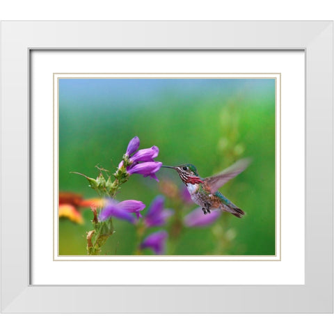 Caliope Hummingbird feeding at Penstemon White Modern Wood Framed Art Print with Double Matting by Fitzharris, Tim