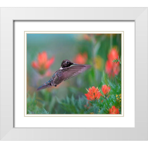 Black Chinned Hummingbird with Indian Paintbrush White Modern Wood Framed Art Print with Double Matting by Fitzharris, Tim