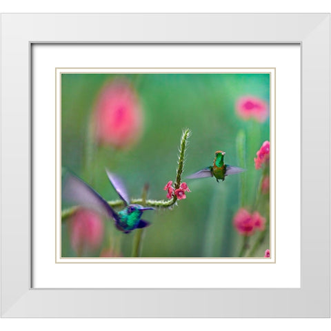 Tifted Coquette Hummingbird White Modern Wood Framed Art Print with Double Matting by Fitzharris, Tim