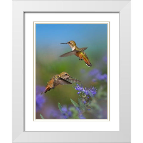 Broad Tailed Hummingbird White Modern Wood Framed Art Print with Double Matting by Fitzharris, Tim