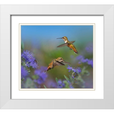 Broad Tailed Hummingbirds White Modern Wood Framed Art Print with Double Matting by Fitzharris, Tim