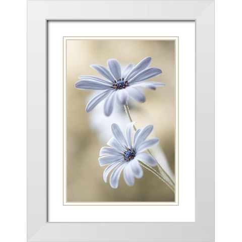 Cape daisies White Modern Wood Framed Art Print with Double Matting by Disher, Mandy