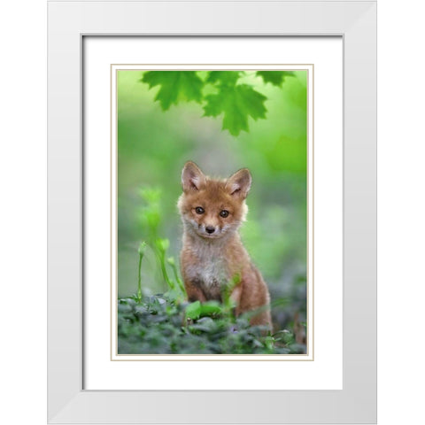 Red Fox Pup White Modern Wood Framed Art Print with Double Matting by Kalathas, Nick
