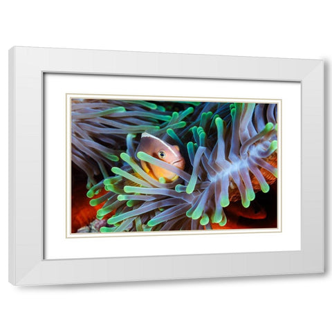 Clownfish White Modern Wood Framed Art Print with Double Matting by Gabriel, Barathieu