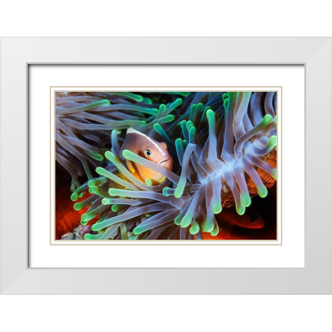 Clownfish White Modern Wood Framed Art Print with Double Matting by Gabriel, Barathieu