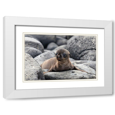 Galapagos Sea Lion pup White Modern Wood Framed Art Print with Double Matting by Ben Tov, Ilan