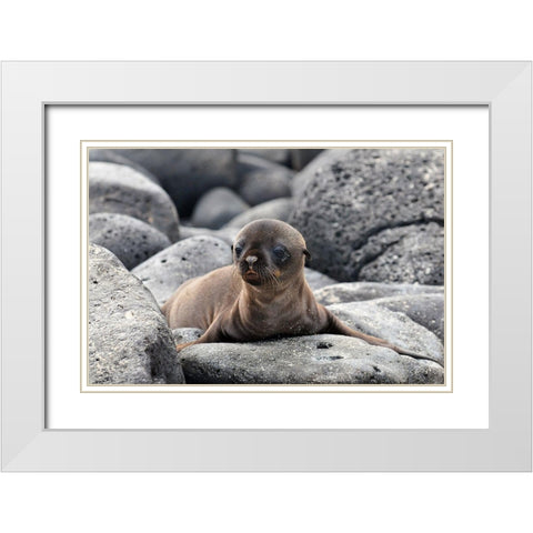 Galapagos Sea Lion pup White Modern Wood Framed Art Print with Double Matting by Ben Tov, Ilan