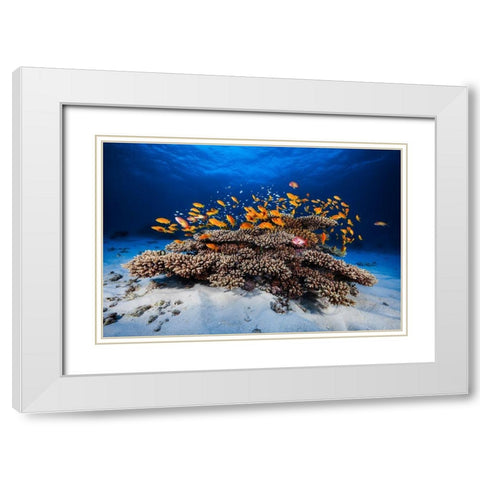 Marine Life White Modern Wood Framed Art Print with Double Matting by Gabriel, Barathieu