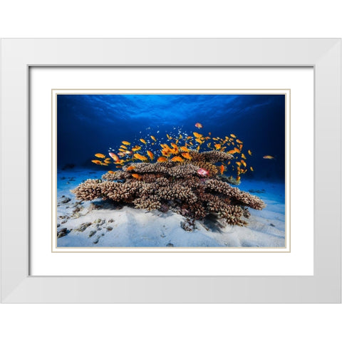 Marine Life White Modern Wood Framed Art Print with Double Matting by Gabriel, Barathieu