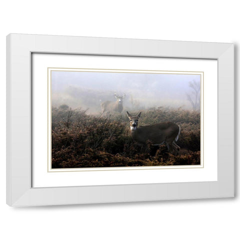 The rut in on  White tailed deer White Modern Wood Framed Art Print with Double Matting by Cumming, Jim