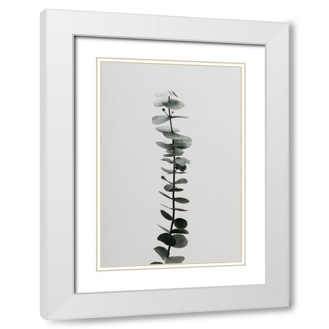 Eucalyptus Natural 02 White Modern Wood Framed Art Print with Double Matting by Artographie Studio