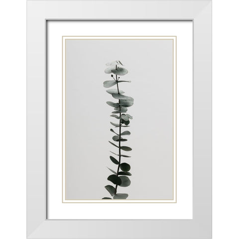Eucalyptus Natural 02 White Modern Wood Framed Art Print with Double Matting by Artographie Studio
