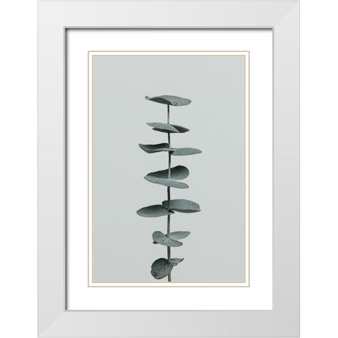 Eucalyptus Natural 09 White Modern Wood Framed Art Print with Double Matting by Artographie Studio