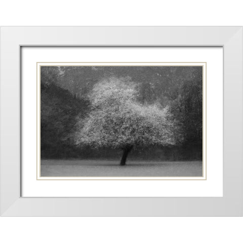Tree Magic White Modern Wood Framed Art Print with Double Matting by Holmstrom, Katarina