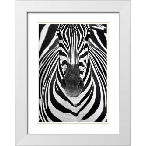 ZEBRA White Modern Wood Framed Art Print with Double Matting by Luis Duran, Juan