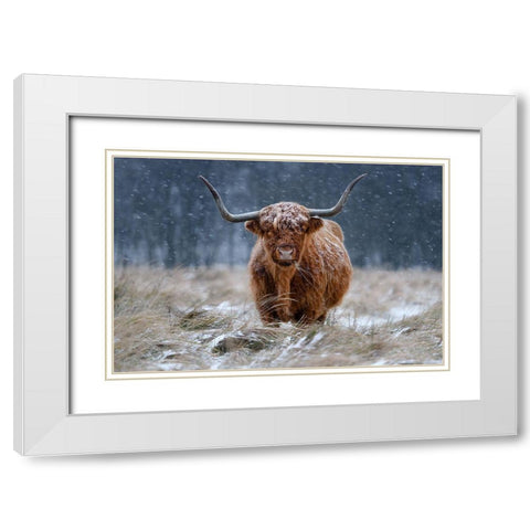 Snowy Highland cow White Modern Wood Framed Art Print with Double Matting by Guijt, Richard