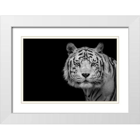 Bengal White Tiger White Modern Wood Framed Art Print with Double Matting by Nauzet Baez Photography