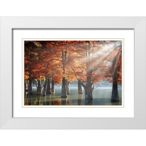 Sunny Cypress Trees White Modern Wood Framed Art Print with Double Matting by Nesvetaylov, Dmitry
