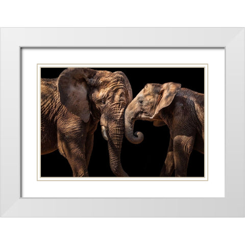 Elephants White Modern Wood Framed Art Print with Double Matting by Martins, Vitor