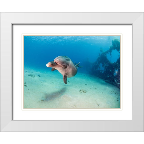 Dolphin White Modern Wood Framed Art Print with Double Matting by Ben Tov, Ilan