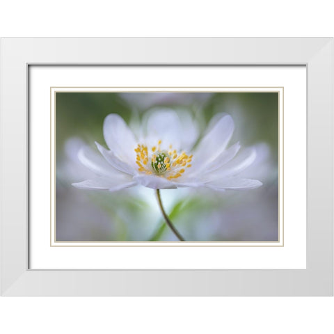 Nemorosa Nirvana White Modern Wood Framed Art Print with Double Matting by Disher, Mandy