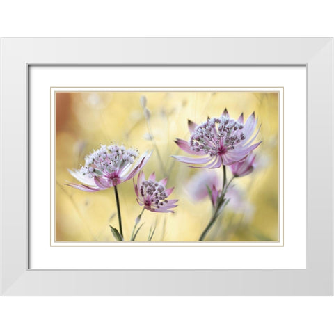 Astrantia Major White Modern Wood Framed Art Print with Double Matting by Disher, Mandy